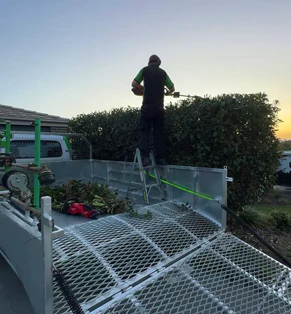 AOK Mowing trimming tall hedge from ladder using long reach hedge trimmer in Ipswich