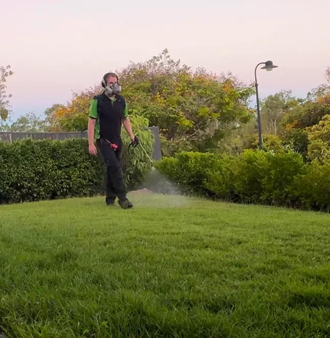 Weed control spraying on residential lawn using backpack sprayer with PPE in Ipswich