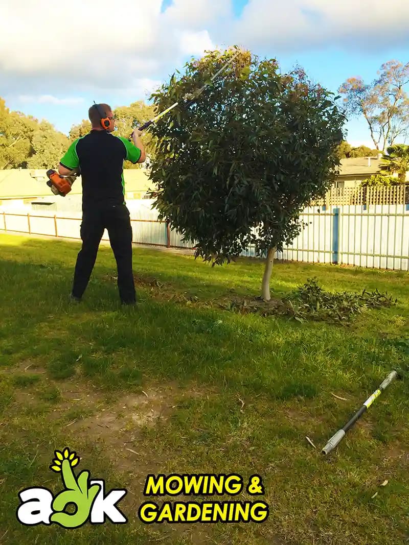 AOK Mowing trimming small tree during residential garden maintenance in Ipswich
