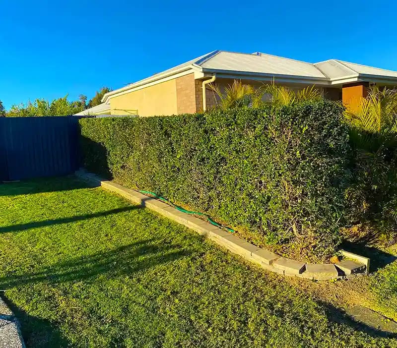 Hedge trimming service in Ipswich by AOK Mowing
